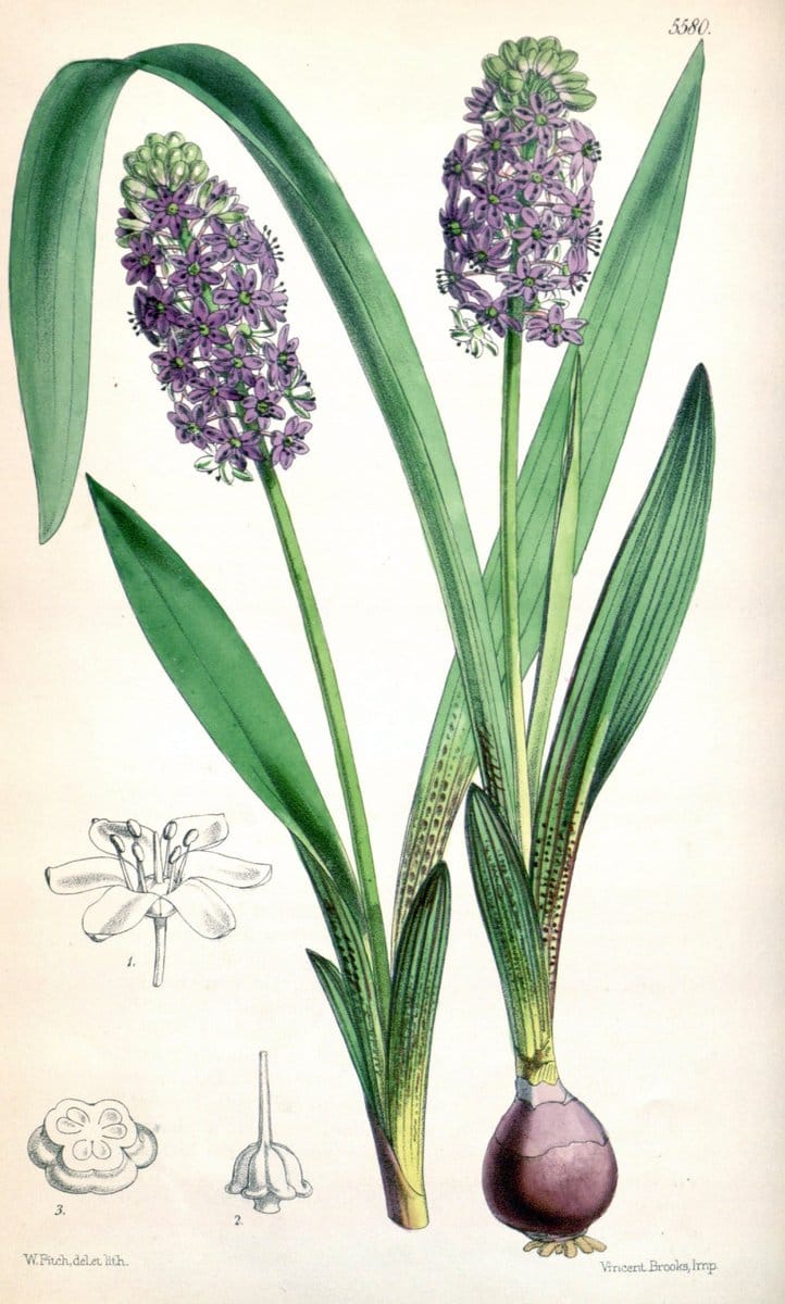 Curtis's botanical magazine. London ; New York [etc.] :Academic Press [etc.]. | "Botanical illustration" Botany Periodicals "Pictorial works" "Plants, Ornamental"  | Vintage Print Reproduction 456012