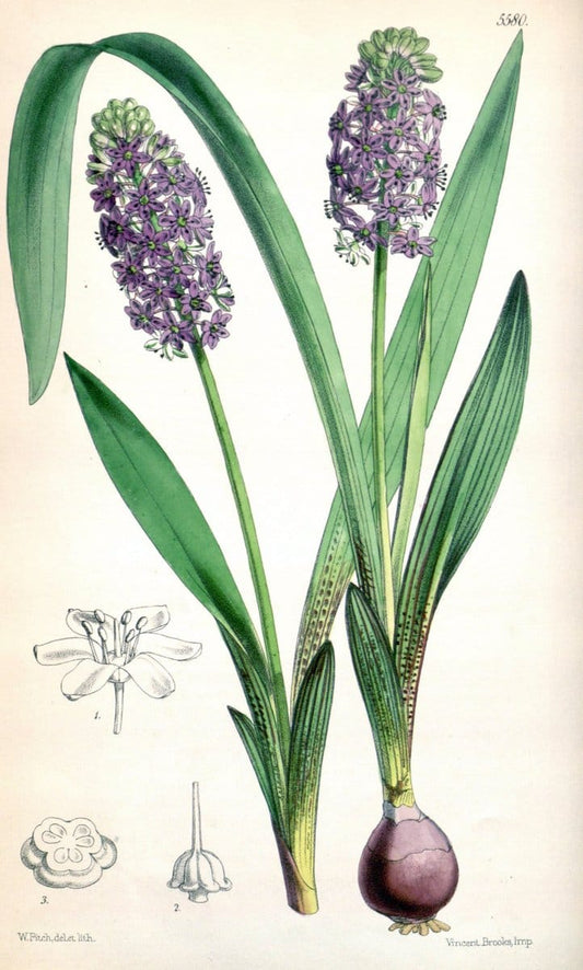 Curtis's botanical magazine. London ; New York [etc.] :Academic Press [etc.]. | "Botanical illustration" Botany Periodicals "Pictorial works" "Plants, Ornamental"  | Vintage Print Reproduction 456012
