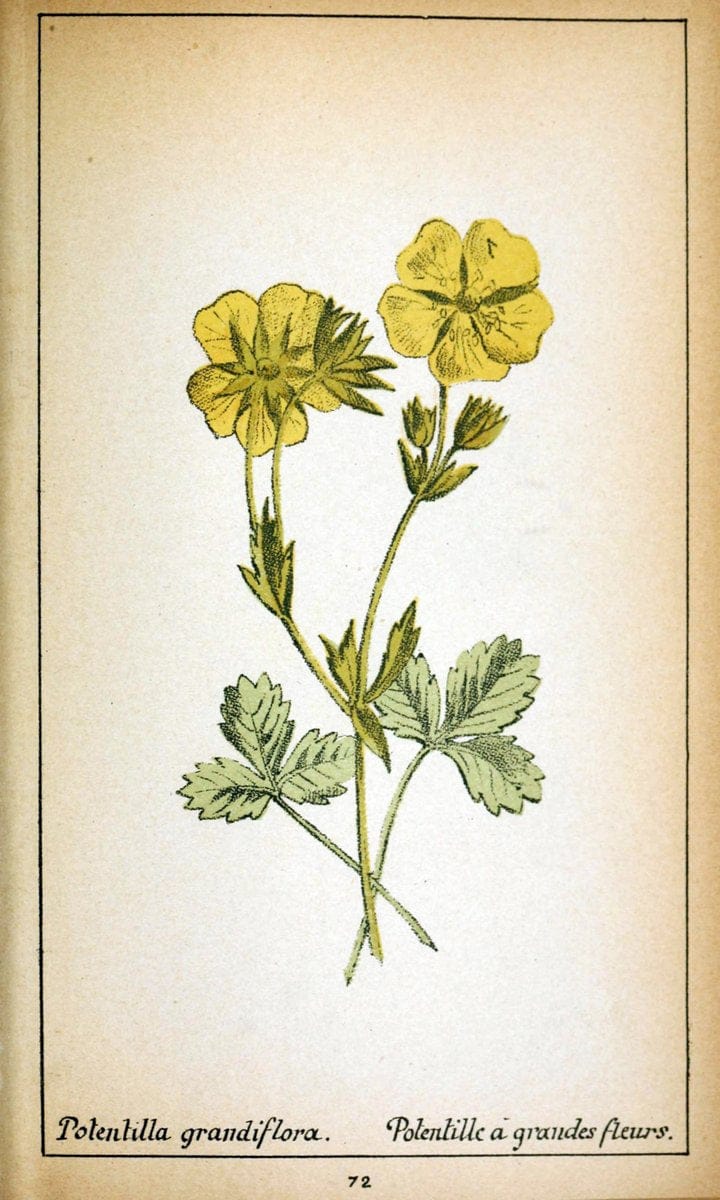 Choix de plantes de l'Europe centrale et particuliÃ¨rement de la Suisse et de la SavoieGe | Europe Central "Pictorial works" Plants "Savoy (France and Italy)" Switzerland  | Vintage Reproduction 456013