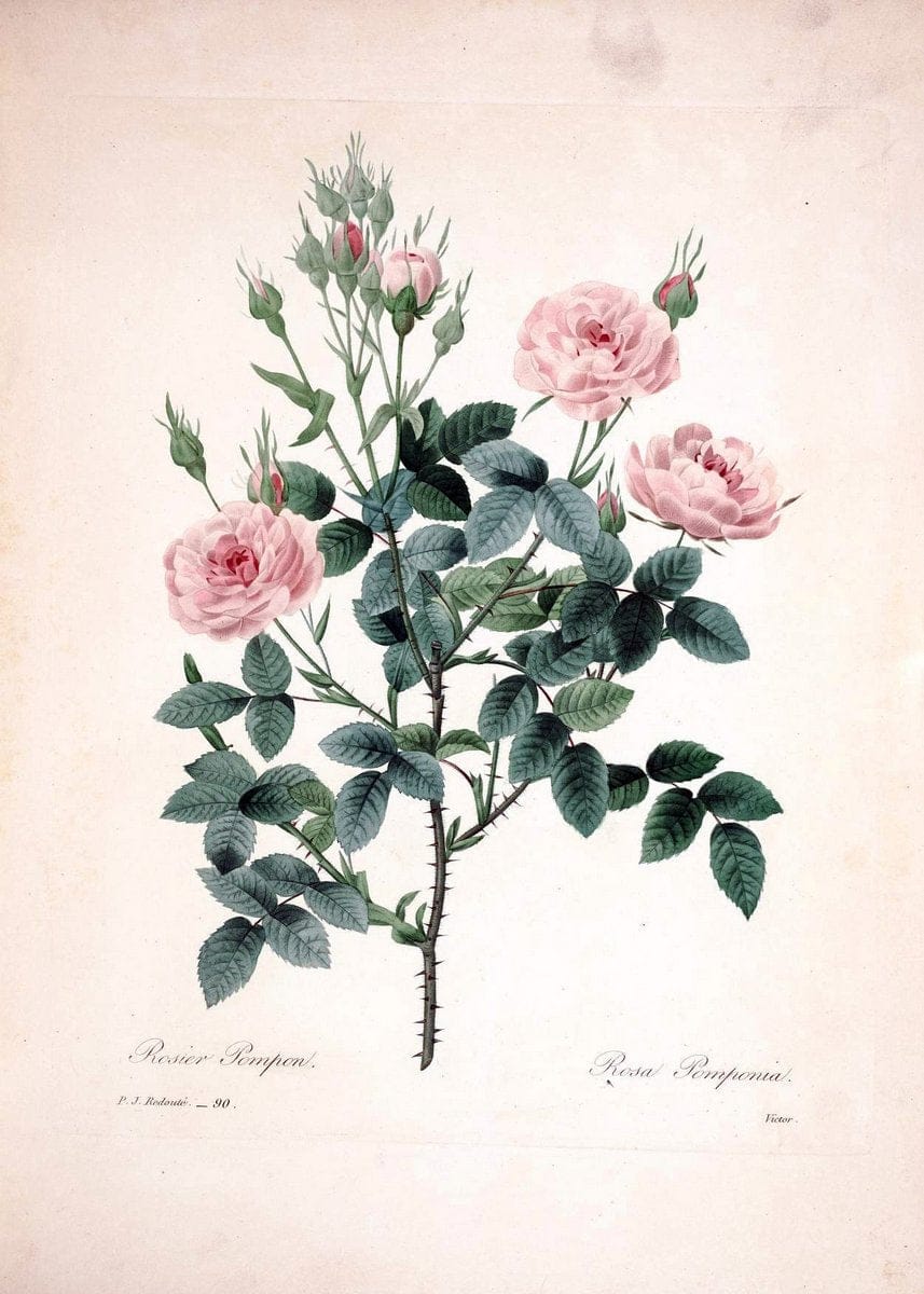 Choix des plus belles fleurs :.Paris:Ernest Panckoucke,[1833].. |  | Vintage Print Reproduction 456014