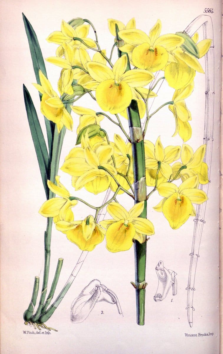 Curtis's botanical magazine. London ; New York [etc.] :Academic Press [etc.]. | "Botanical illustration" Botany Periodicals "Pictorial works" "Plants, Ornamental"  | Vintage Print Reproduction 456015