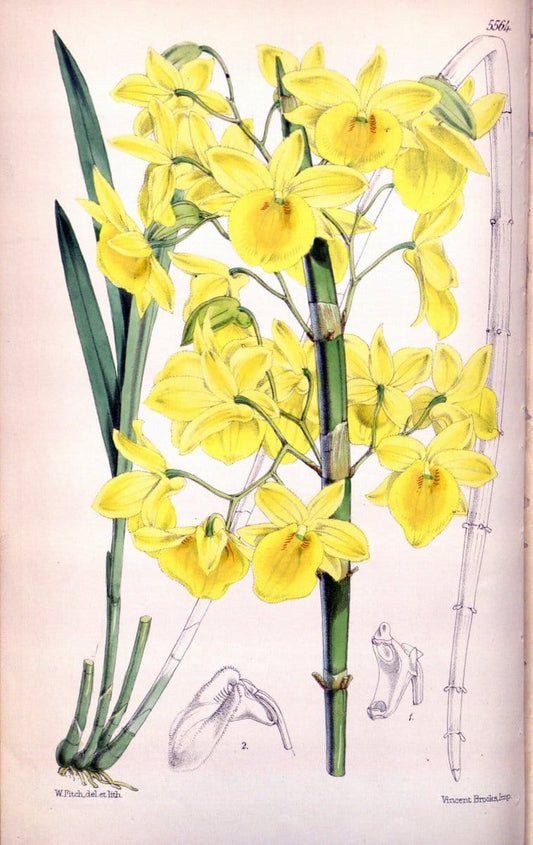 Curtis's botanical magazine. London ; New York [etc.] :Academic Press [etc.]. | "Botanical illustration" Botany Periodicals "Pictorial works" "Plants, Ornamental"  | Vintage Print Reproduction 456015