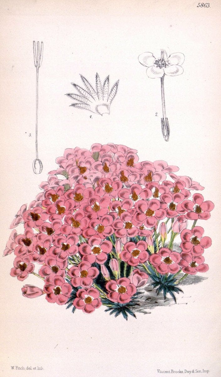 Curtis's botanical magazine. London ; New York [etc.] :Academic Press [etc.]. | "Botanical illustration" Botany Periodicals "Pictorial works" "Plants, Ornamental"  | Vintage Print Reproduction 456016