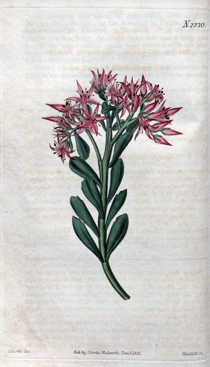 Curtis's botanical magazine. London ; New York [etc.] :Academic Press [etc.]. | "Botanical illustration" Botany Periodicals "Pictorial works" "Plants, Ornamental"  | Vintage Print Reproduction 456017