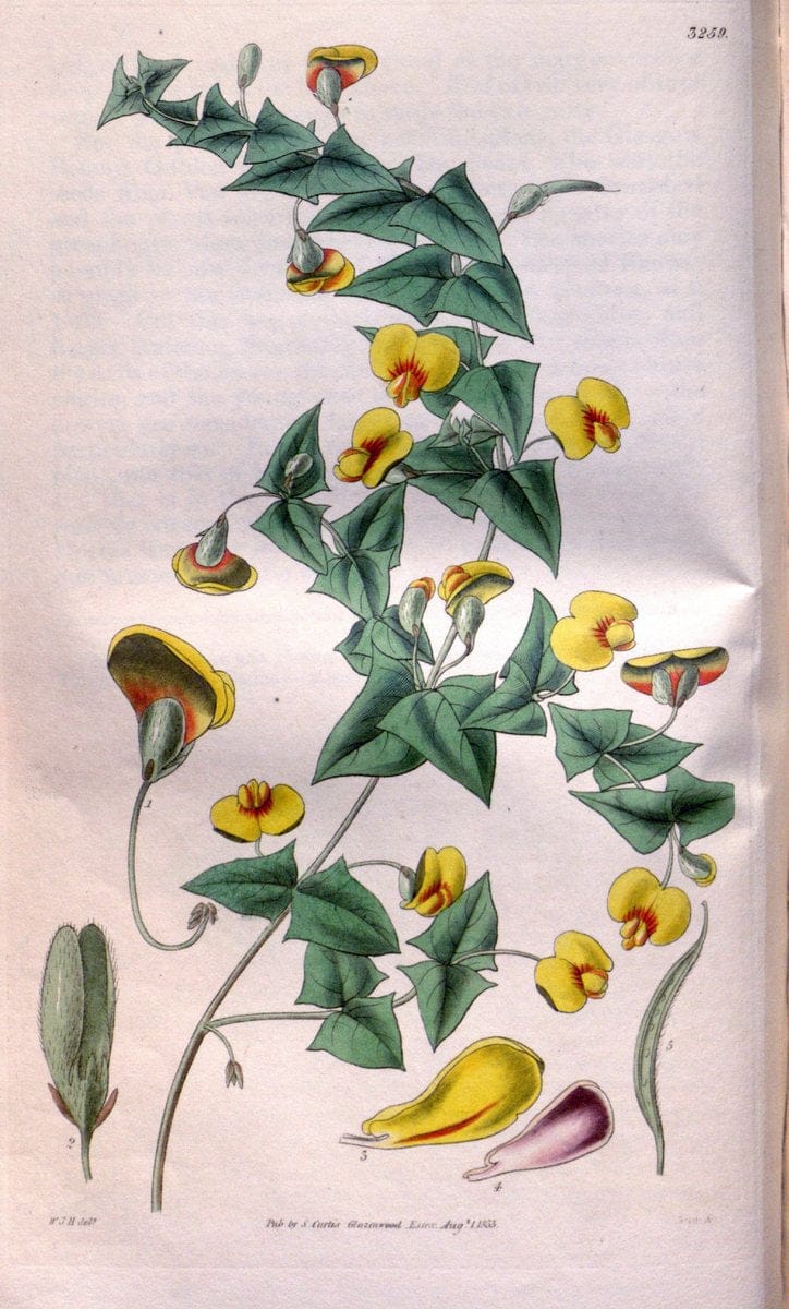 Curtis's botanical magazine. London ; New York [etc.] :Academic Press [etc.]. | "Botanical illustration" Botany Periodicals "Pictorial works" "Plants, Ornamental"  | Vintage Print Reproduction 456018