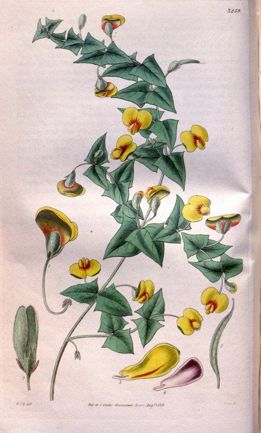 Curtis's botanical magazine. London ; New York [etc.] :Academic Press [etc.]. | "Botanical illustration" Botany Periodicals "Pictorial works" "Plants, Ornamental"  | Vintage Print Reproduction 456018