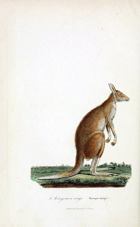 ComplÃ©ments de Buffon. t.1.Paris :P. Pourrat FrÃ¨res,1838. | Anthropology Birds Mammals SIL | Vintage Print Reproduction 456019