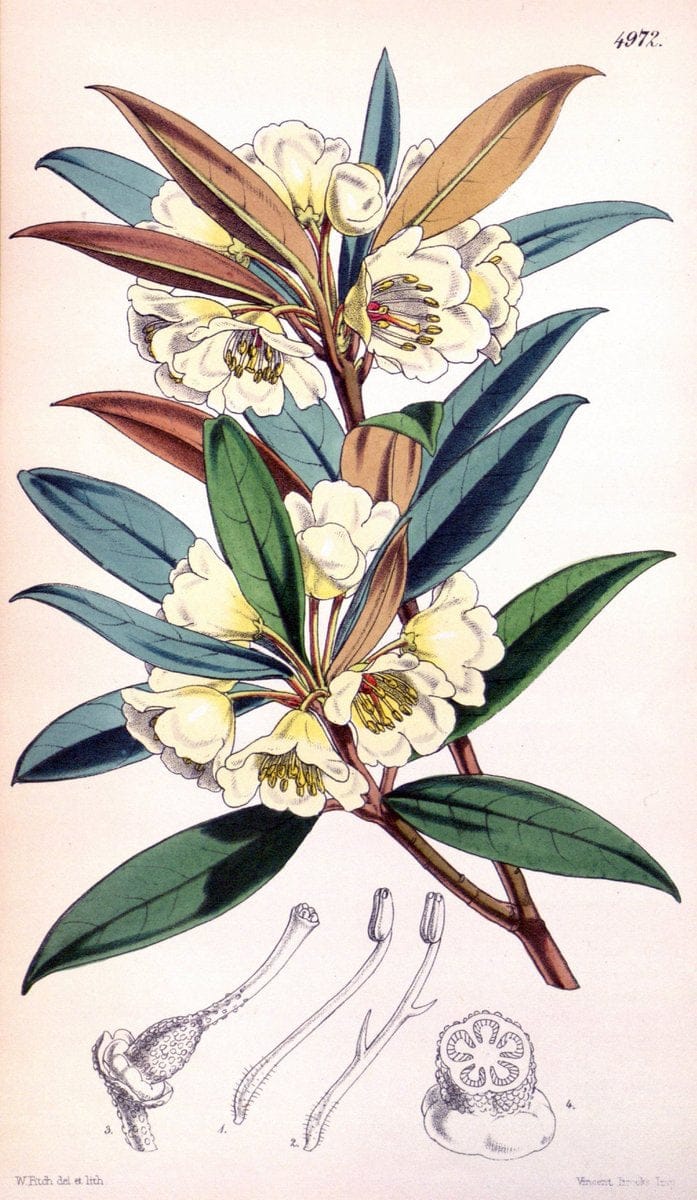 Curtis's botanical magazine. London ; New York [etc.] :Academic Press [etc.]. | "Botanical illustration" Botany Periodicals "Pictorial works" "Plants, Ornamental"  | Vintage Print Reproduction 456020