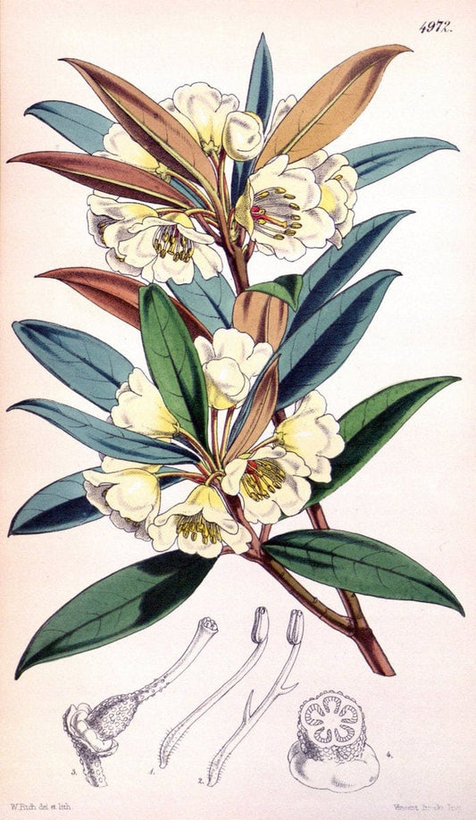 Curtis's botanical magazine. London ; New York [etc.] :Academic Press [etc.]. | "Botanical illustration" Botany Periodicals "Pictorial works" "Plants, Ornamental"  | Vintage Print Reproduction 456020
