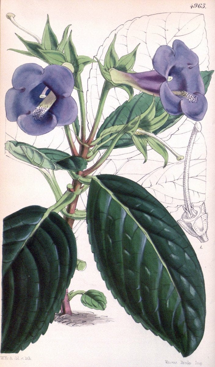 Curtis's botanical magazine. London ; New York [etc.] :Academic Press [etc.]. | "Botanical illustration" Botany Periodicals "Pictorial works" "Plants, Ornamental"  | Vintage Print Reproduction 456021