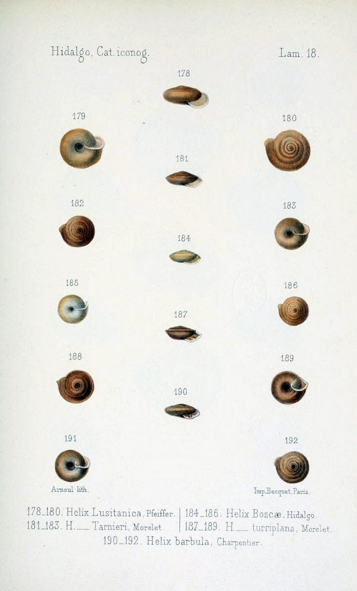 Catalogo iconografico y descriptivo de los moluscos terrestres de EspaÃ Â±a, Portugal y la | "Balearic Islands" Mollusks Portugal Spain  | Vintage Print Reproduction 456022