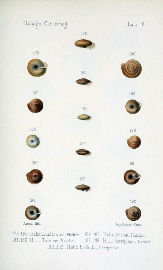 Catalogo iconografico y descriptivo de los moluscos terrestres de EspaÃ Â±a, Portugal y la | "Balearic Islands" Mollusks Portugal Spain  | Vintage Print Reproduction 456022