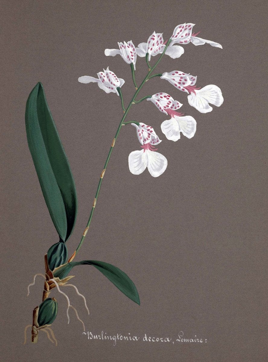 Collection d'orchideÃŒÂes.[S.l. :s.n.,18--]. | "Botanical illustration" Orchidaceae "Orchidaceae in art" "Pictorial works"  | Vintage Print Reproduction 456023