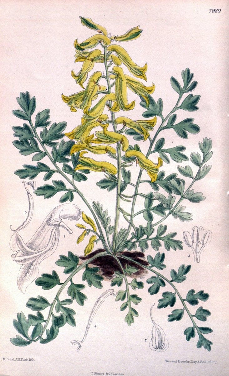 Curtis's botanical magazine. London ; New York [etc.] :Academic Press [etc.]. | "Botanical illustration" Botany Periodicals "Pictorial works" "Plants, Ornamental"  | Vintage Print Reproduction 456025