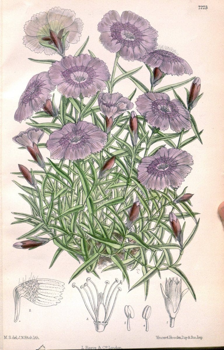 Curtis's botanical magazine. London ; New York [etc.] :Academic Press [etc.]. | "Botanical illustration" Botany Periodicals "Pictorial works" "Plants, Ornamental"  | Vintage Print Reproduction 456026