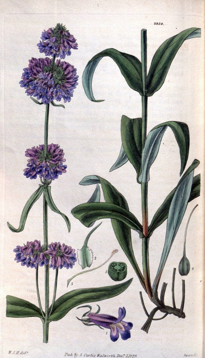 Curtis's botanical magazine. London ; New York [etc.] :Academic Press [etc.]. | "Botanical illustration" Botany Periodicals "Pictorial works" "Plants, Ornamental"  | Vintage Print Reproduction 456029