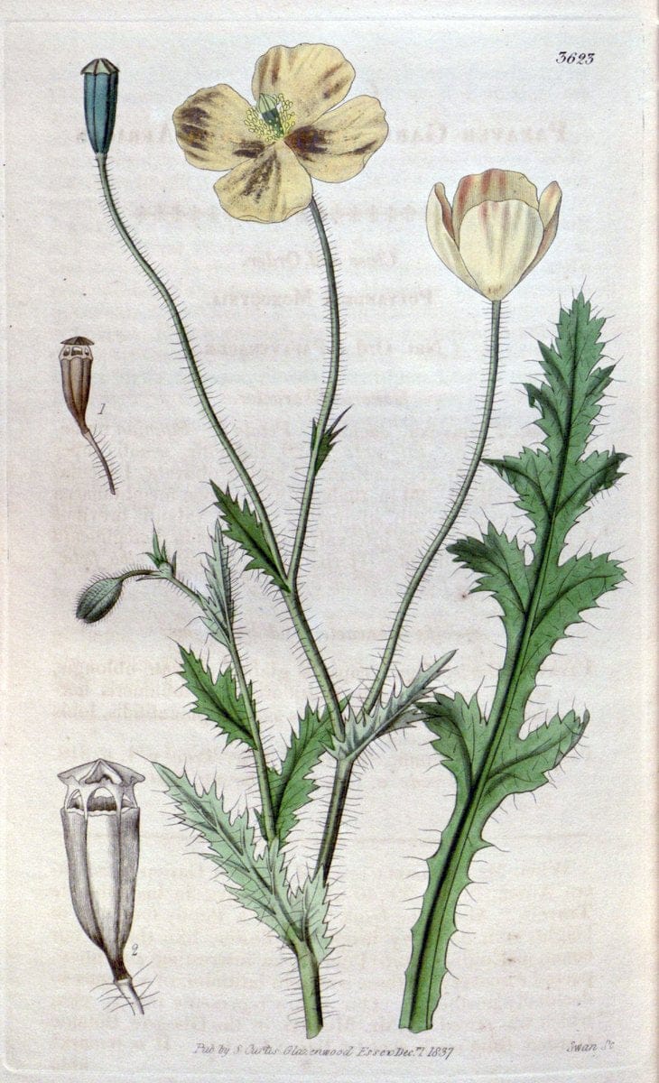 Curtis's botanical magazine. London ; New York [etc.] :Academic Press [etc.]. | "Botanical illustration" Botany Periodicals "Pictorial works" "Plants, Ornamental"  | Vintage Print Reproduction 456030