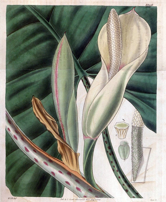 Curtis's botanical magazine..London ;New York [etc.] :Academic Press [etc.]. |  | Vintage Print Reproduction 456031