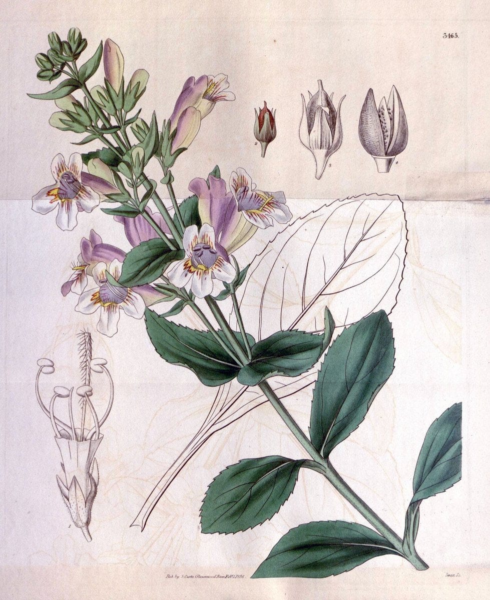 Curtis's botanical magazine. London ;New York [etc.] :Academic Press [etc.]. | Botany Periodicals "Pictorial works"  | Vintage Print Reproduction 456032