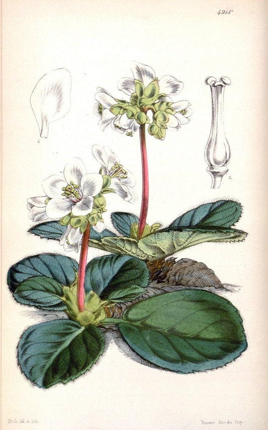 Curtis's botanical magazine. London ;New York [etc.] :Academic Press [etc.]. | Botany Periodicals "Pictorial works"  | Vintage Print Reproduction 456033