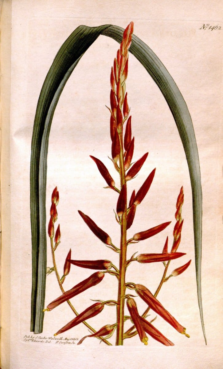 Curtis's botanical magazine. London ;New York [etc.] :Academic Press [etc.]. | Botany Periodicals "Pictorial works"  | Vintage Print Reproduction 456034