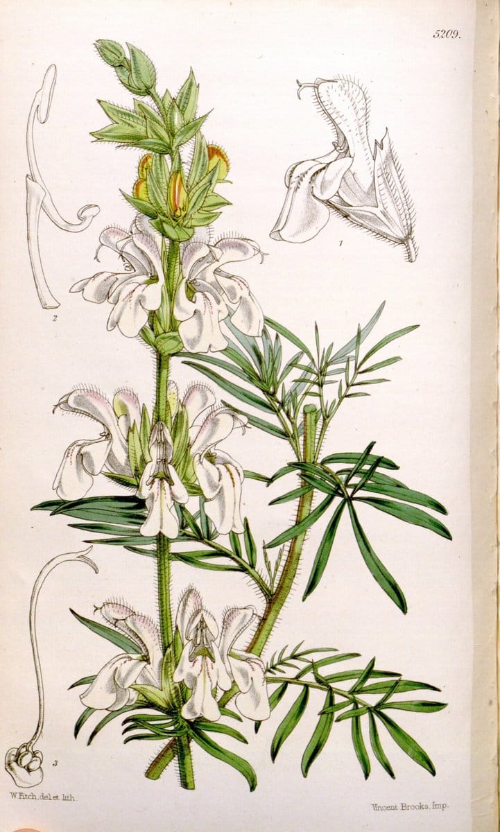 Curtis's botanical magazine. London ;New York [etc.] :Academic Press [etc.]. | Botany Periodicals "Pictorial works"  | Vintage Print Reproduction 456035