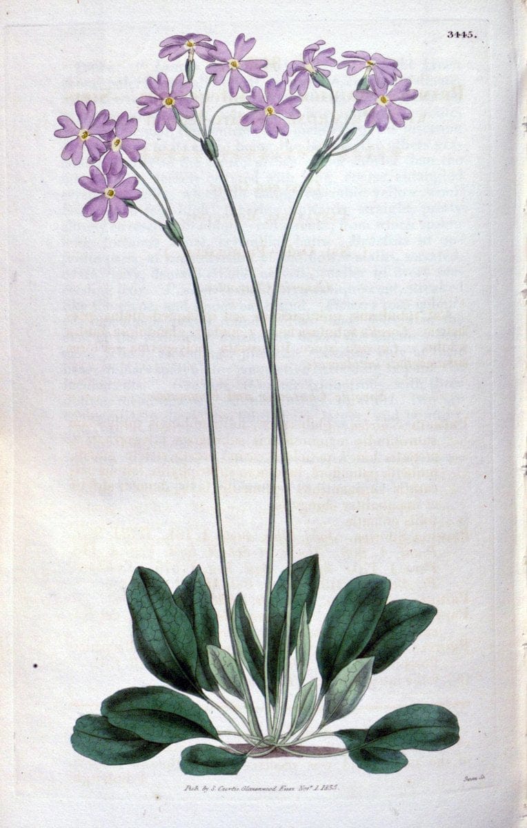 Curtis's botanical magazine. London ;New York [etc.] :Academic Press [etc.]. | Botany Periodicals "Pictorial works"  | Vintage Print Reproduction 456036