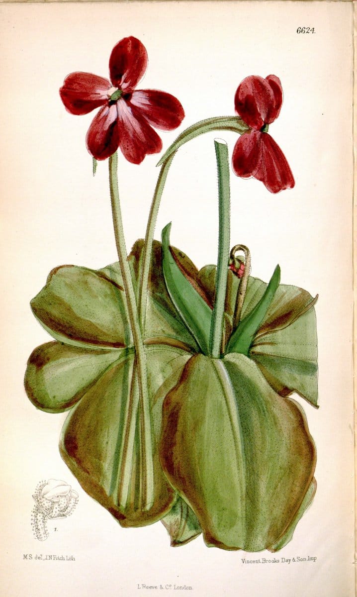 Curtis's botanical magazine. London ; New York [etc.] :Academic Press [etc.]. | "Botanical illustration" Botany Periodicals "Pictorial works" "Plants, Ornamental"  | Vintage Print Reproduction 456037