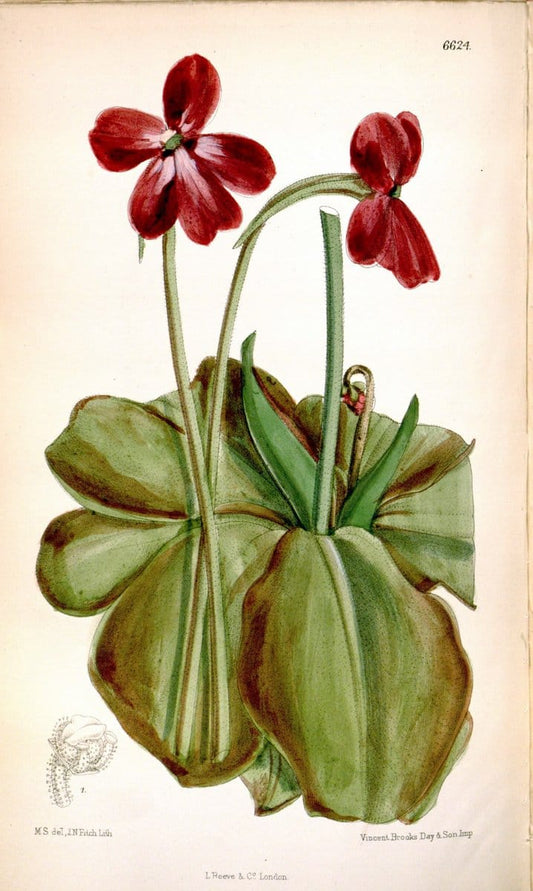 Curtis's botanical magazine. London ; New York [etc.] :Academic Press [etc.]. | "Botanical illustration" Botany Periodicals "Pictorial works" "Plants, Ornamental"  | Vintage Print Reproduction 456037