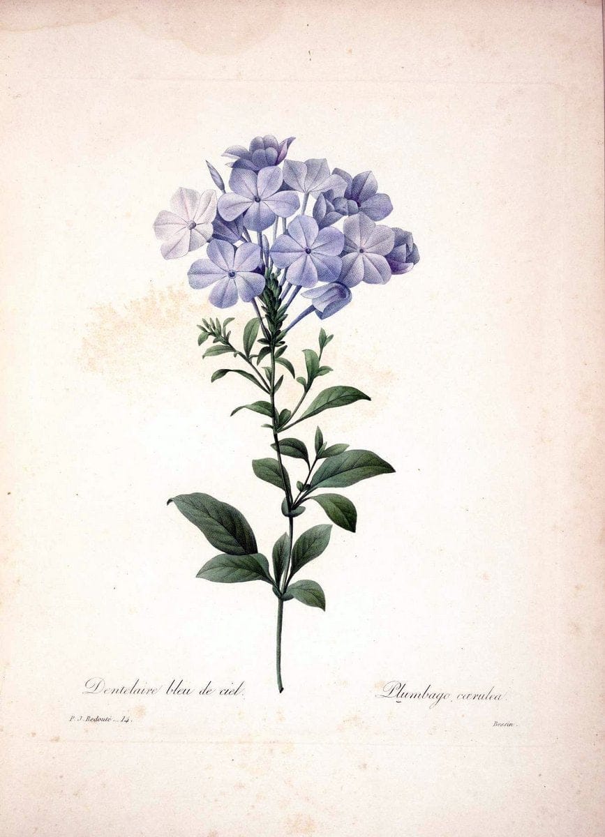 Choix des plus belles fleurs :.Paris :Ernest Panckoucke,[1833].  | 1833 Botany France Icones "Pictorial works"  | Vintage Print Reproduction 456039