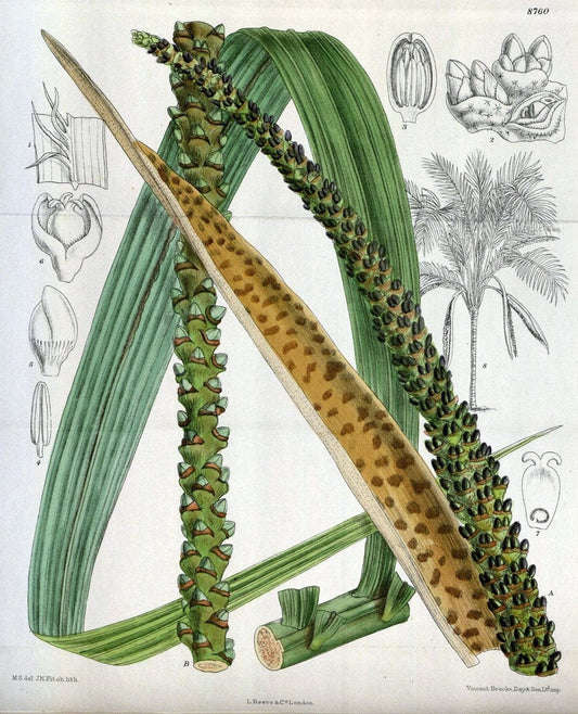 Curtis's botanical magazine. London ; New York [etc.] :Academic Press [etc.]. | "Botanical illustration" Botany Periodicals "Pictorial works" "Plants, Ornamental"  | Vintage Print Reproduction 456040