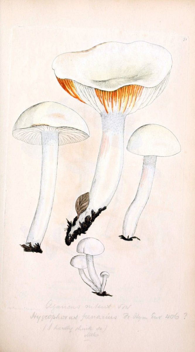 Coloured figures of English fungi or mushrooms. London,Printed by J. Davis,1797-[1809]. | England Mushrooms  | Vintage Print Reproduction 456041