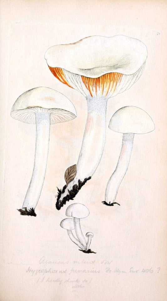 Coloured figures of English fungi or mushrooms. London,Printed by J. Davis,1797-[1809]. | England Mushrooms  | Vintage Print Reproduction 456041