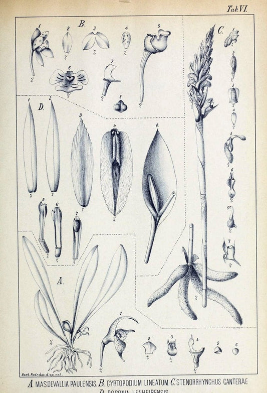 Contributions du Jardin botanique de Rio de Janeiro /.Rio de Janeiro :L'Etoile du Sud,1901-1907.  | Botany Brazil | Vintage Print Reproduction 456042