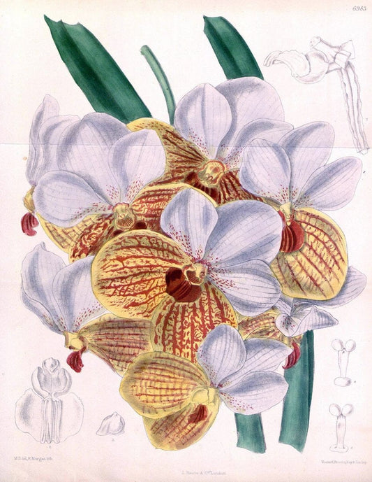 Curtis's botanical magazine. London ; New York [etc.] :Academic Press [etc.]. | "Botanical illustration" Botany Periodicals "Pictorial works" "Plants, Ornamental"  | Vintage Print Reproduction 456045