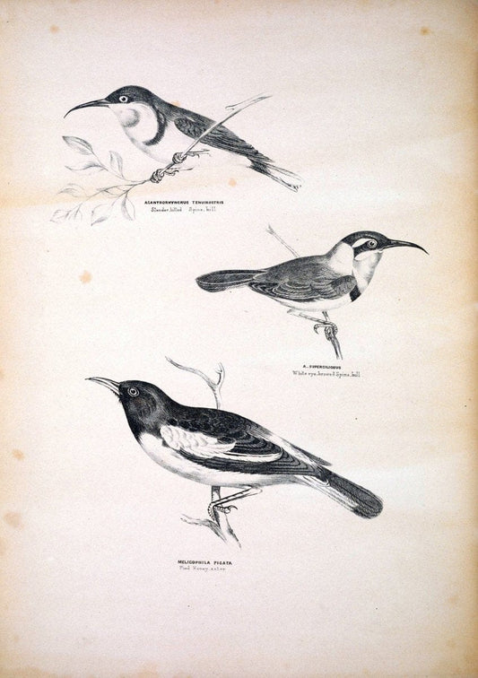 Companion to Gould's Handbook; or, Synopsis of the birds of Australia. Brisbane,Thorne & Greenwell,1877.  | Australia Birds | Vintage Print Reproduction 456046