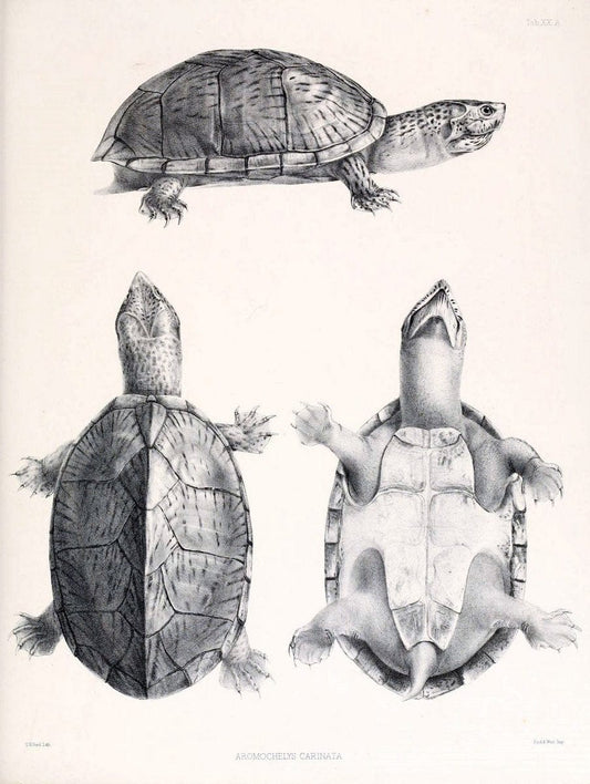 Catalogue of shield reptiles in the collection of the British Museum /.London :Printed by order of the Trustees,1855-1872.  | Vintage Print Reproduction 456048