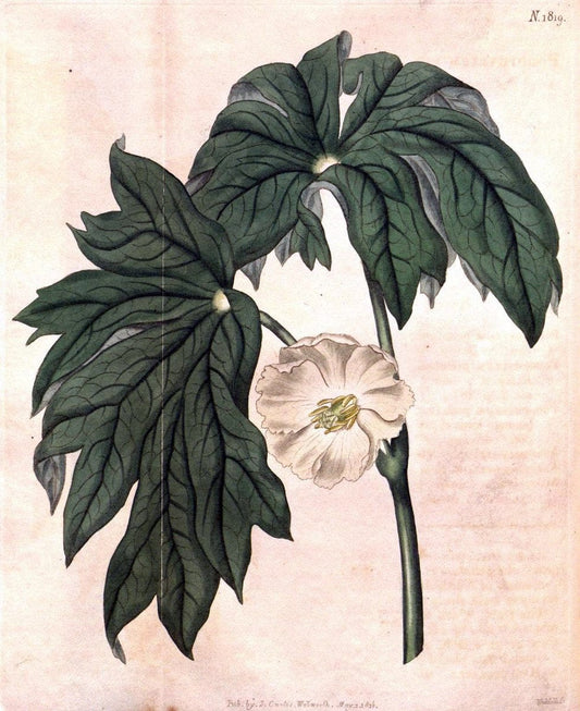 Curtis's botanical magazine. London ; New York [etc.] :Academic Press [etc.]. | "Botanical illustration" Botany Periodicals "Pictorial works" "Plants, Ornamental"  | Vintage Print Reproduction 456049