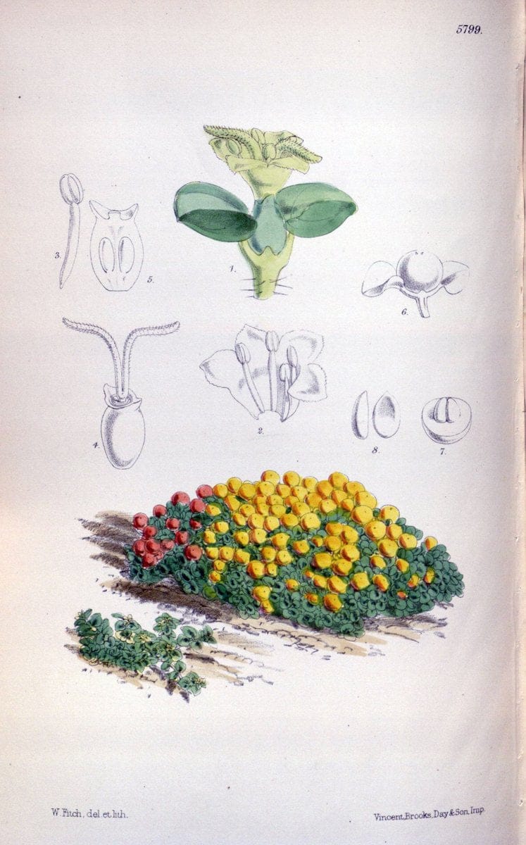 Curtis's botanical magazine. London ; New York [etc.] :Academic Press [etc.]. | "Botanical illustration" Botany Periodicals "Pictorial works" "Plants, Ornamental"  | Vintage Print Reproduction 456050