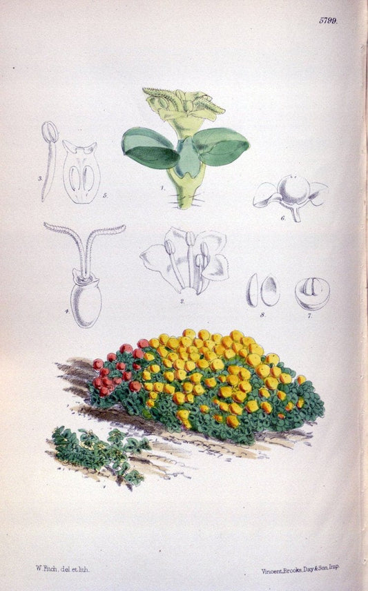 Curtis's botanical magazine. London ; New York [etc.] :Academic Press [etc.]. | "Botanical illustration" Botany Periodicals "Pictorial works" "Plants, Ornamental"  | Vintage Print Reproduction 456050