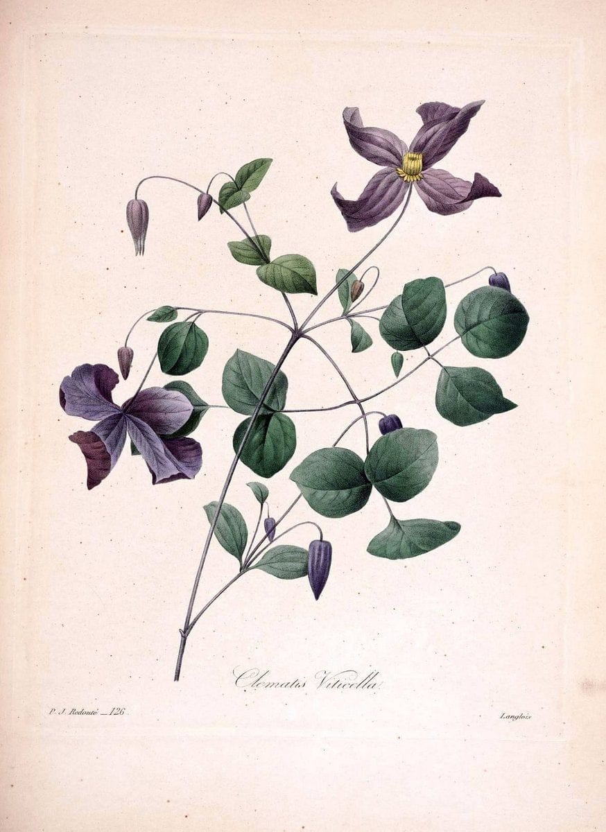 Choix des plus belles fleurs :.Paris:Ernest Panckoucke,[1833].. |  | Vintage Print Reproduction 456051