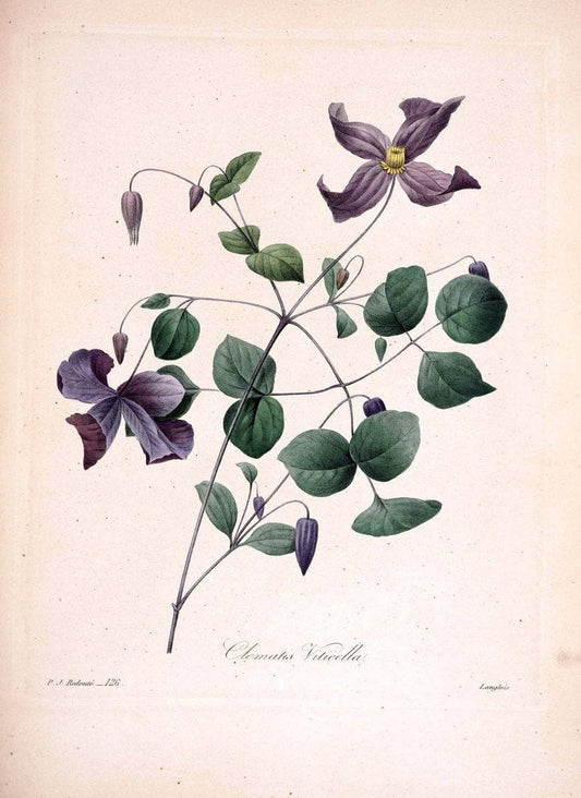 Choix des plus belles fleurs :.Paris:Ernest Panckoucke,[1833].. |  | Vintage Print Reproduction 456051