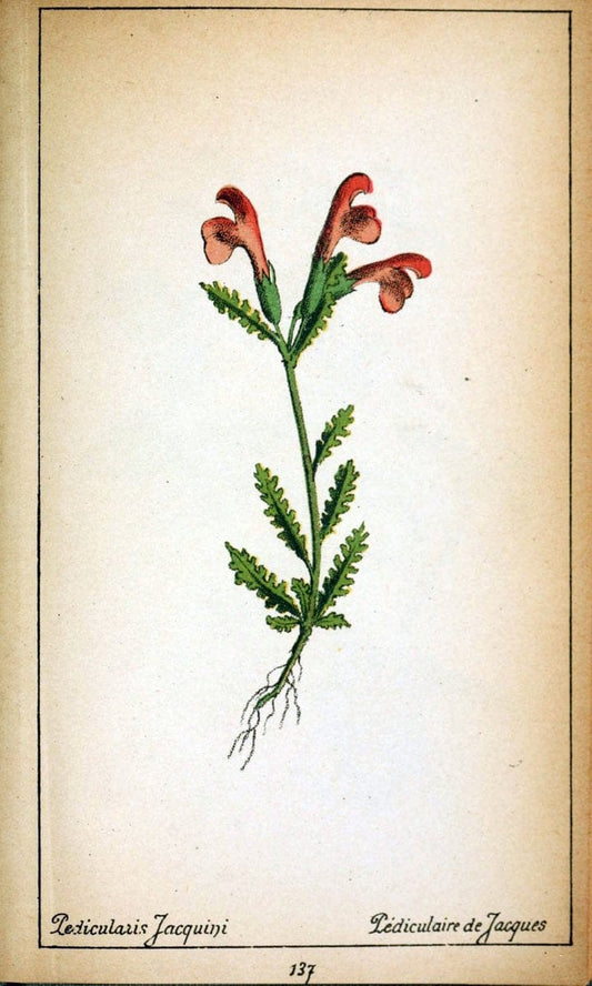 Choix de plantes de l'Europe centrale et particuliÃ¨rement de la Suisse et de la SavoieGe | Europe Central "Pictorial works" Plants "Savoy (France and Italy)" Switzerland  | Vintage Reproduction 456052