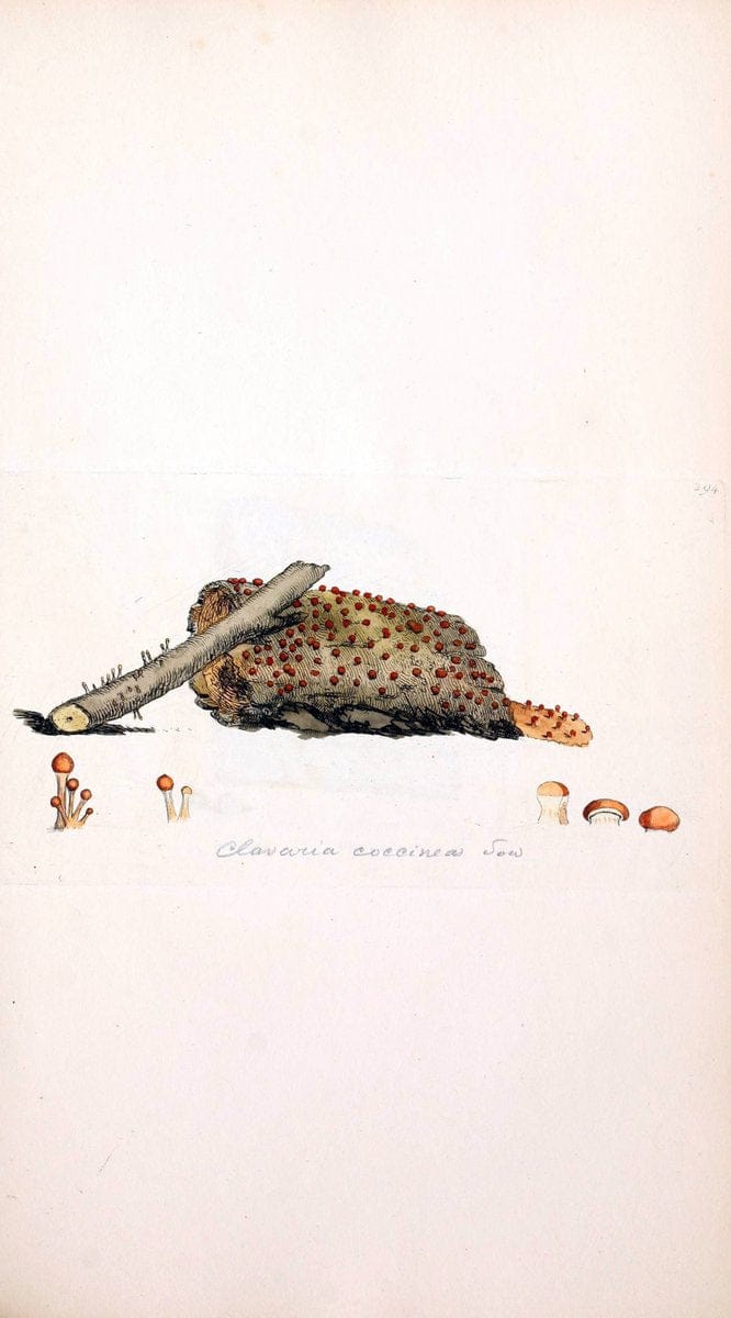 Coloured figures of English fungi or mushrooms. London,Printed by J. Davis,1797-[1809]. | England Mushrooms  | Vintage Print Reproduction 456053