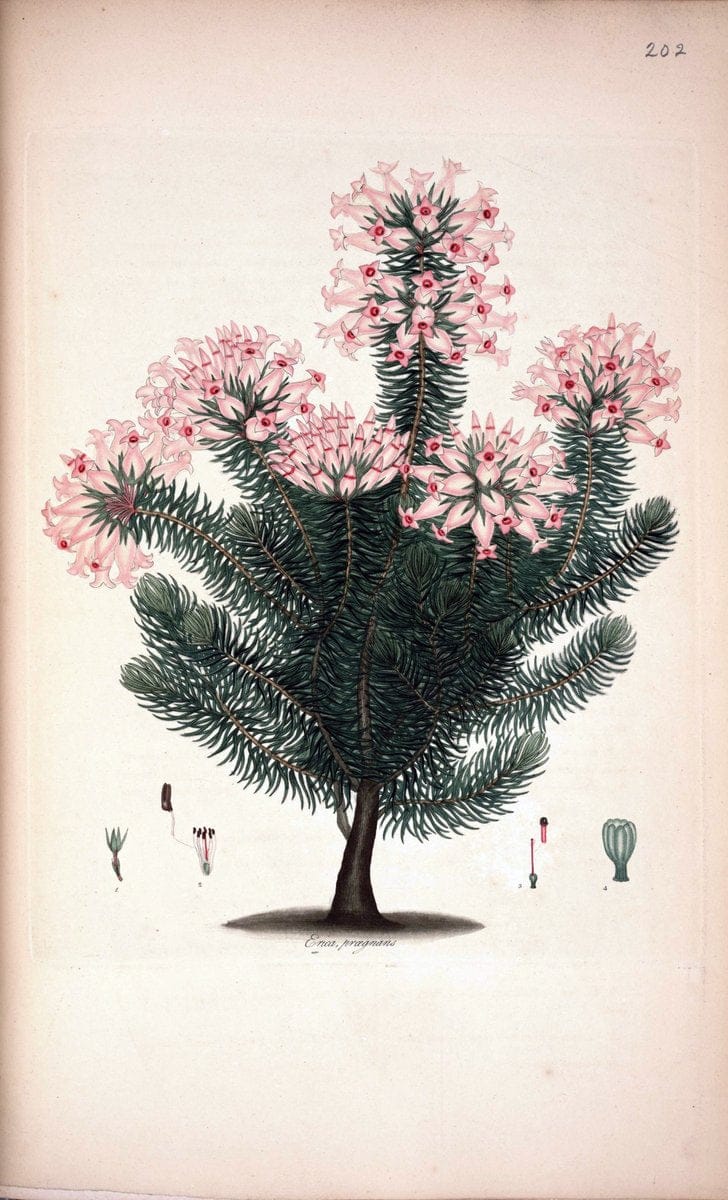 Coloured engravings of heaths :.London  | 1802 "19th century" Botany England Erica Ericaceae Etching "Graphic media :" Handcolored History "Pictorial works"  | Vintage Print Reproduction 456054