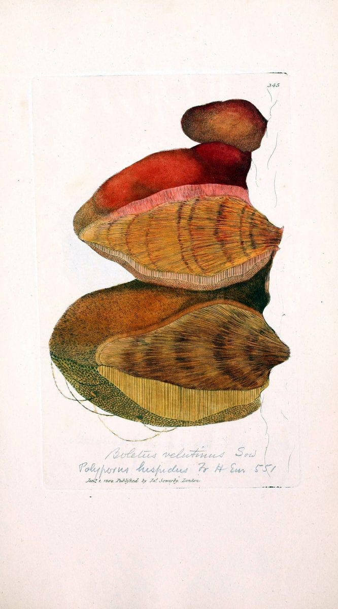 Coloured figures of English fungi or mushrooms. London,Printed by J. Davis,1797-[1809]. | England Mushrooms  | Vintage Print Reproduction 456055
