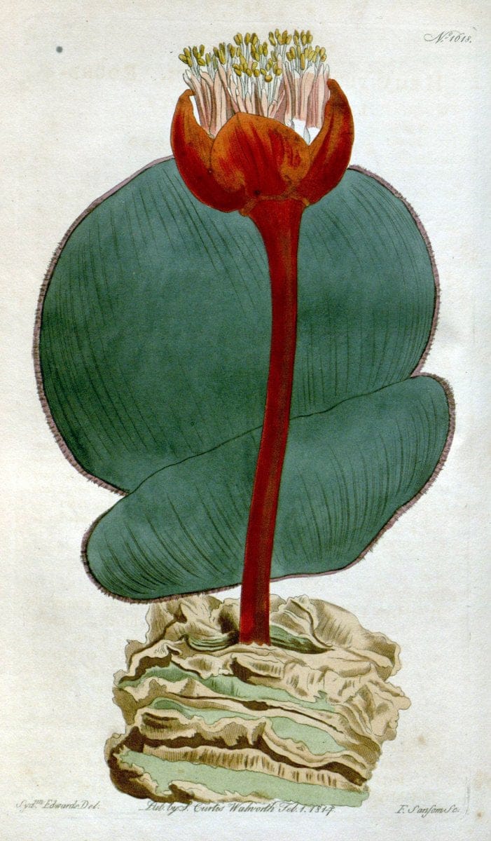 Curtis's botanical magazine. London ; New York [etc.] :Academic Press [etc.]. | "Botanical illustration" Botany Periodicals "Pictorial works" "Plants, Ornamental"  | Vintage Print Reproduction 456056