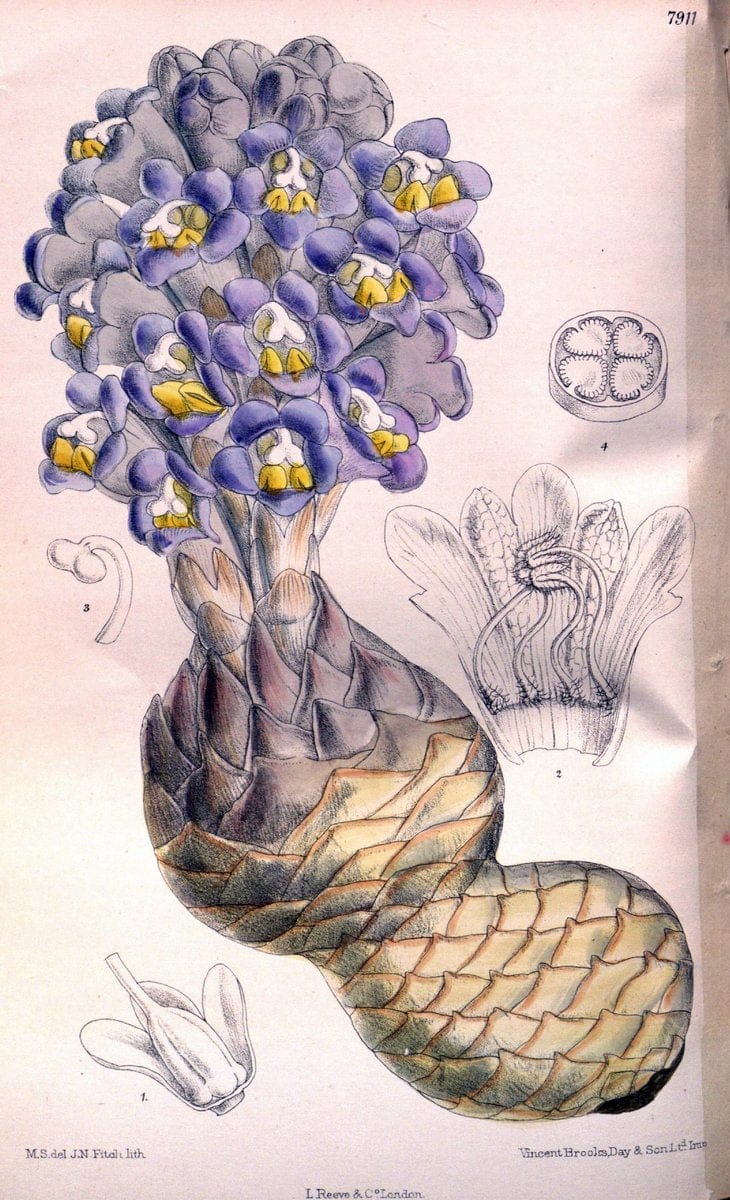 Curtis's botanical magazine. London ; New York [etc.] :Academic Press [etc.]. | "Botanical illustration" Botany Periodicals "Pictorial works" "Plants, Ornamental"  | Vintage Print Reproduction 456057