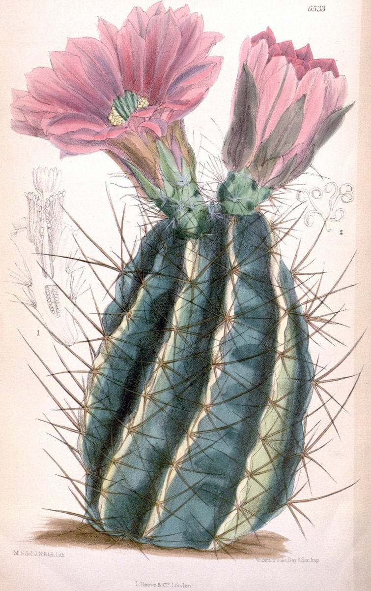 Curtis's botanical magazine. London ; New York [etc.] :Academic Press [etc.]. | "Botanical illustration" Botany Periodicals "Pictorial works" "Plants, Ornamental"  | Vintage Print Reproduction 456058