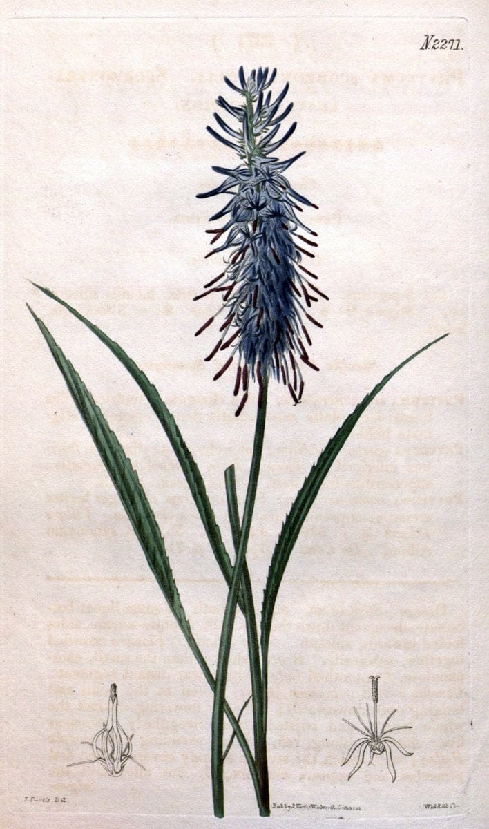 Curtis's botanical magazine. London ; New York [etc.] :Academic Press [etc.]. | "Botanical illustration" Botany Periodicals "Pictorial works" "Plants, Ornamental"  | Vintage Print Reproduction 456059